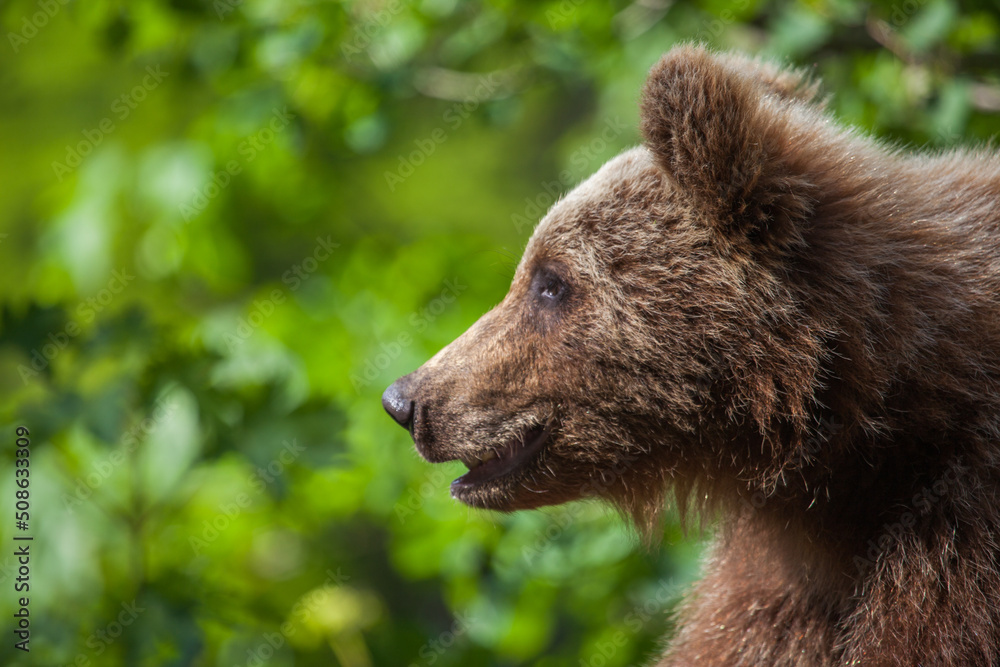Young bear on the Transfagarasan in Romania Young bear on the Transfagarasan in Romania