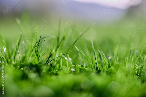 Green summer grass in the rays of sunlight, preserving the nature of the earth