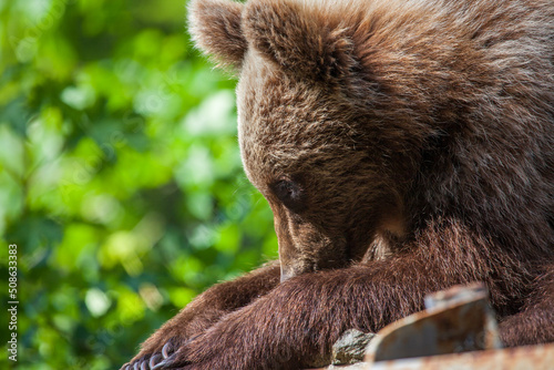 Young bear on the Transfagarasan in Romania photo