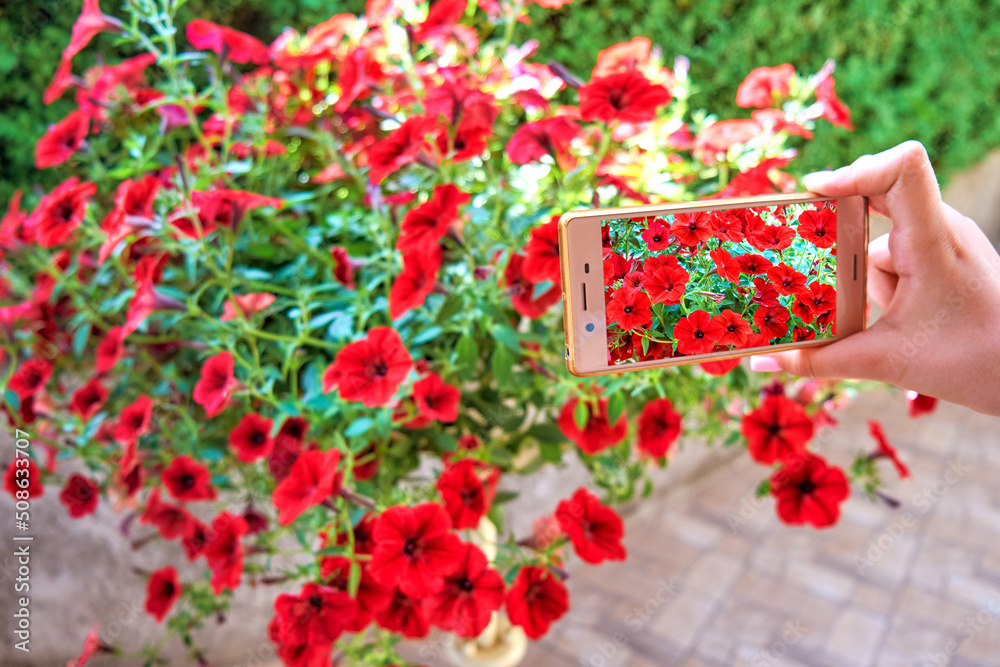Woman using mobile phone to photograph flowers