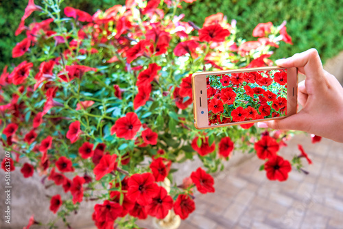 Woman using mobile phone to photograph flowers