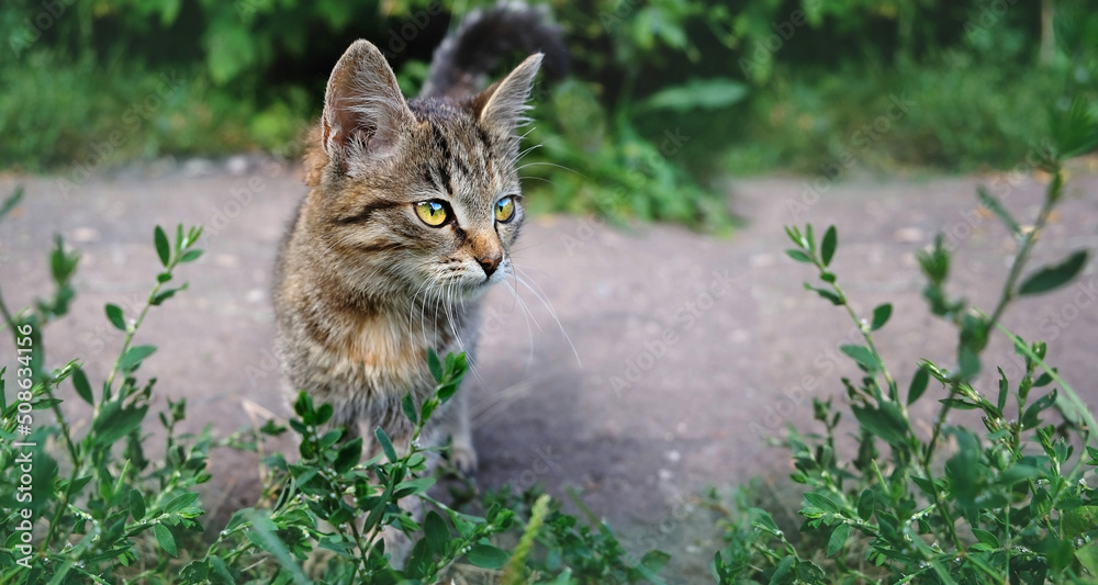 portrait of cute kitten in garden, blurred natural background. Lovely little cat. stray animal on street. care for abandoned animal, placement in a shelter, animal protection. world animal day concept