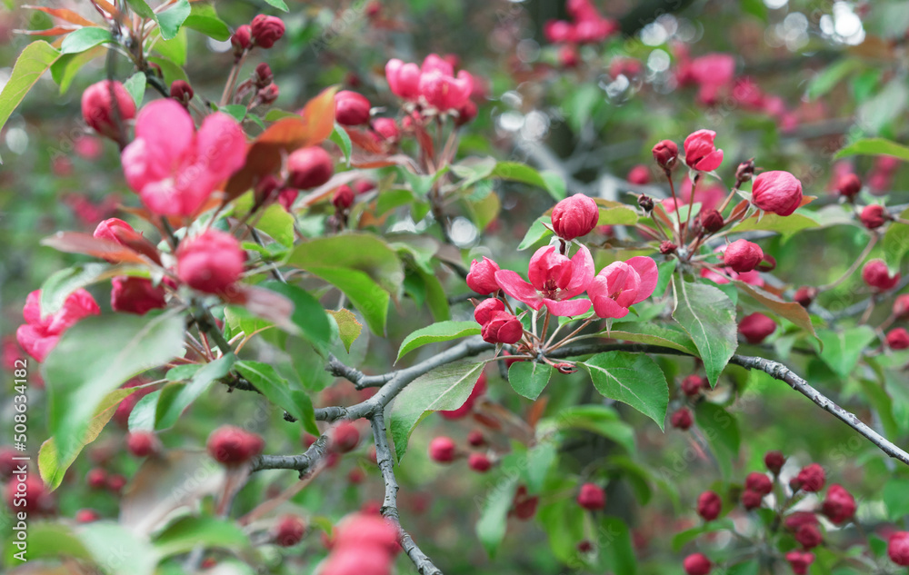 Apple tree with pink flowers in a spring garden. Pink-red inflorescences of an ornamental apple tree.