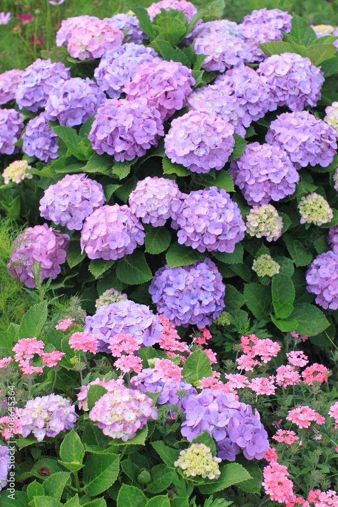 Flower bloom 6 Flower bloom 6