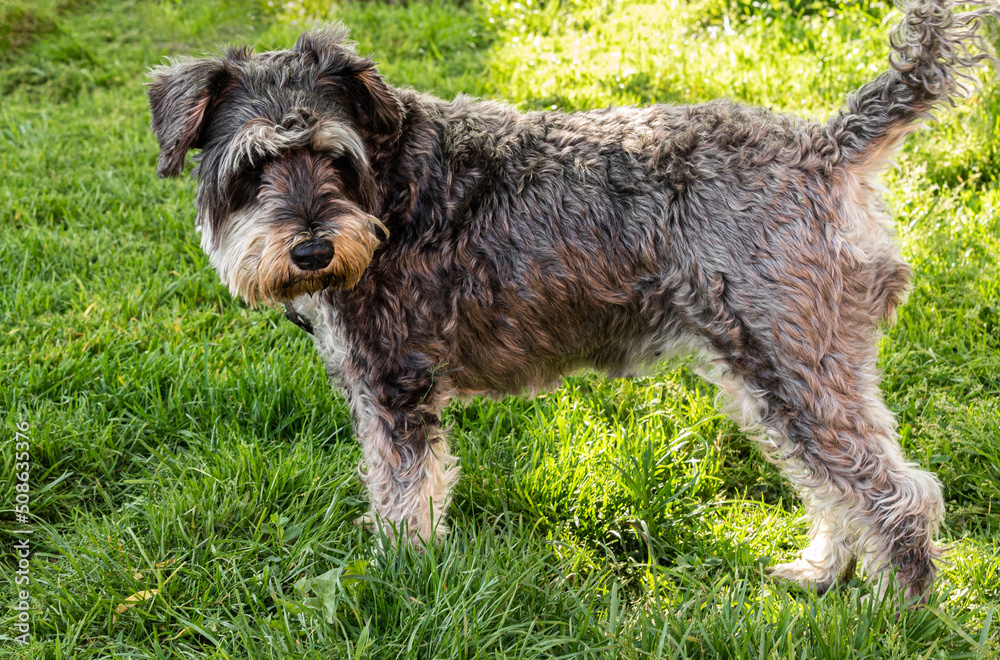 A large female schnauzer