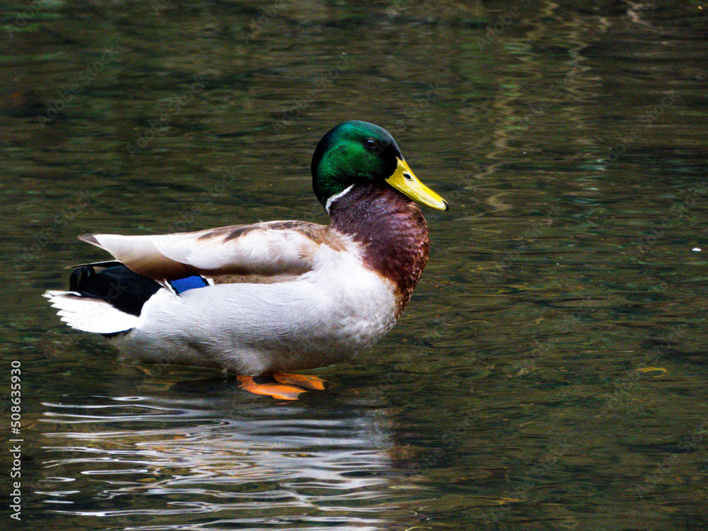 Fototapeta premium duck on the water