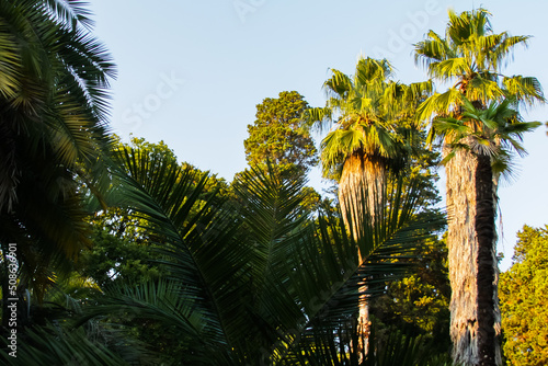 Landscape with palm trees and blue sky