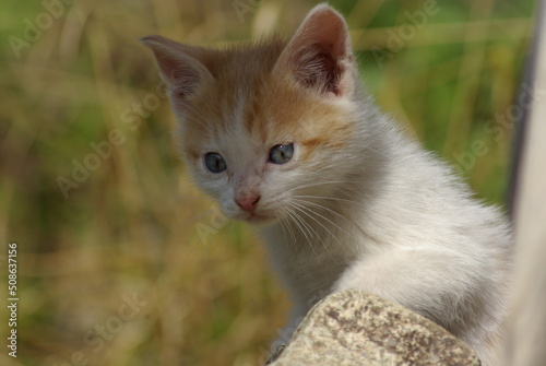 portrait of a cat