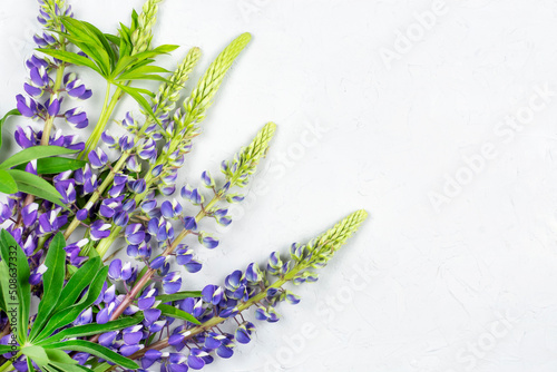 Purple  blue  lupine flowers close-up on a gray concrete background. Space for the text. Good morning. The concept of the holiday. March 8  Mother s Day  birthday. Freelance.