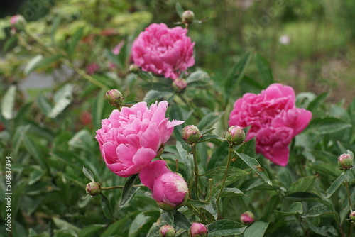 Blühende Pfingstrosen in einem Garten oder Park in pink