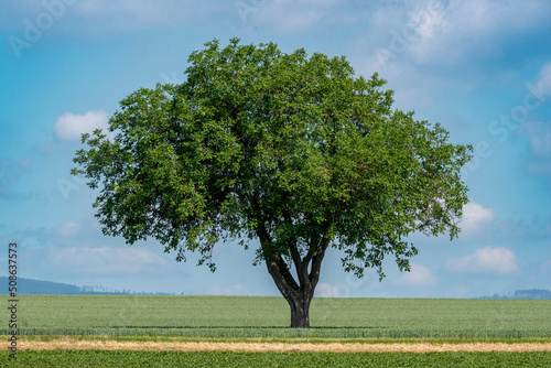Teleaufnahme eines alleinstehenden Walnussbaums auf einem landwirtschaftlich genutzten Feld photo