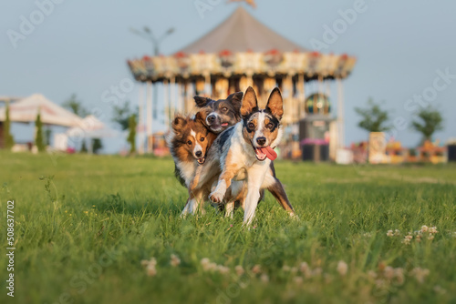 Photography Dogs running together. Funny running pets. Group of dogs.