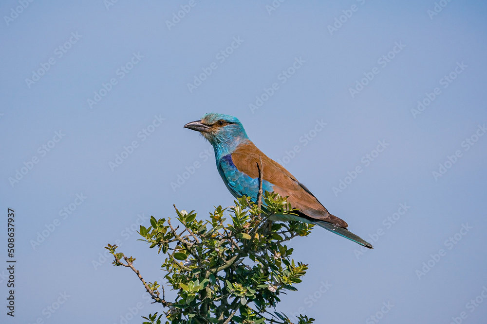 European Roller (Coracias garrulus) perched on a hawthorn tree European Roller (Coracias garrulus) perched on a hawthorn tree