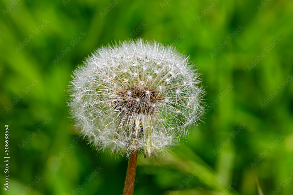 Obraz premium white fluffy dandelion close-up