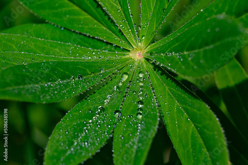 green leaf in raindrops close-up