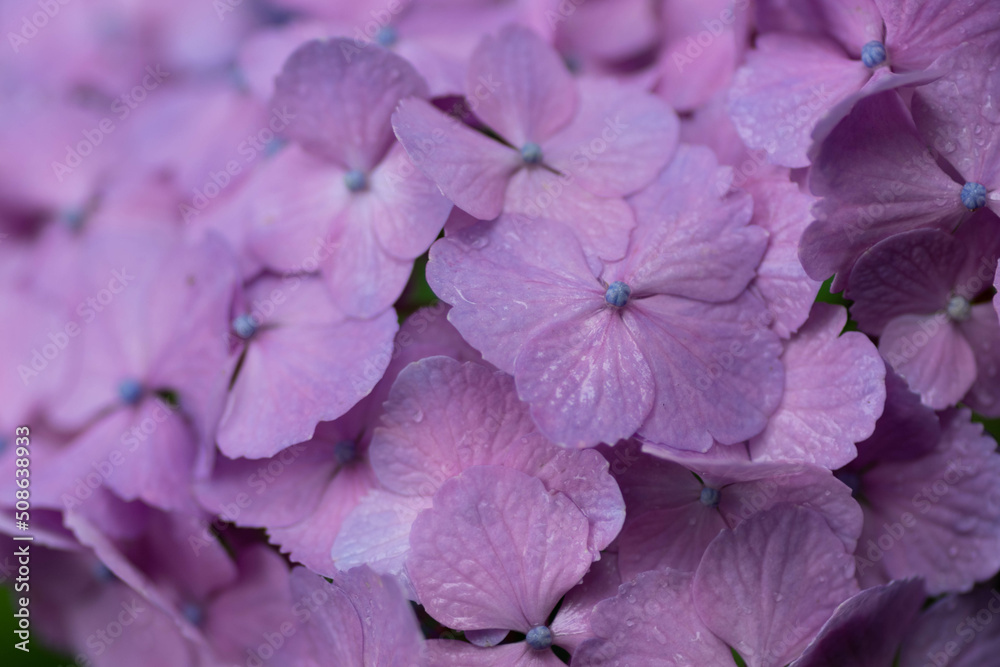 紫陽花と梅雨 紫陽花と梅雨