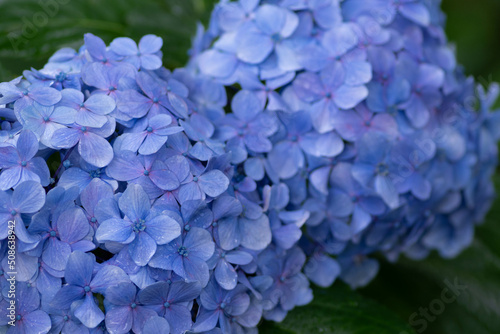 紫陽花と梅雨 © 渉 本村