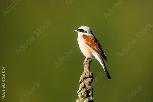 A red backed shrike in the wild