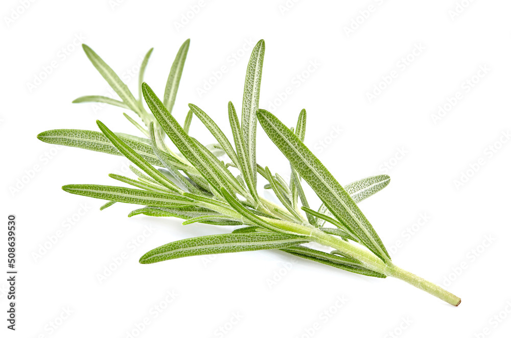 Fototapeta premium Fresh Rosemary isolated on white background. Spice fresh closeup.