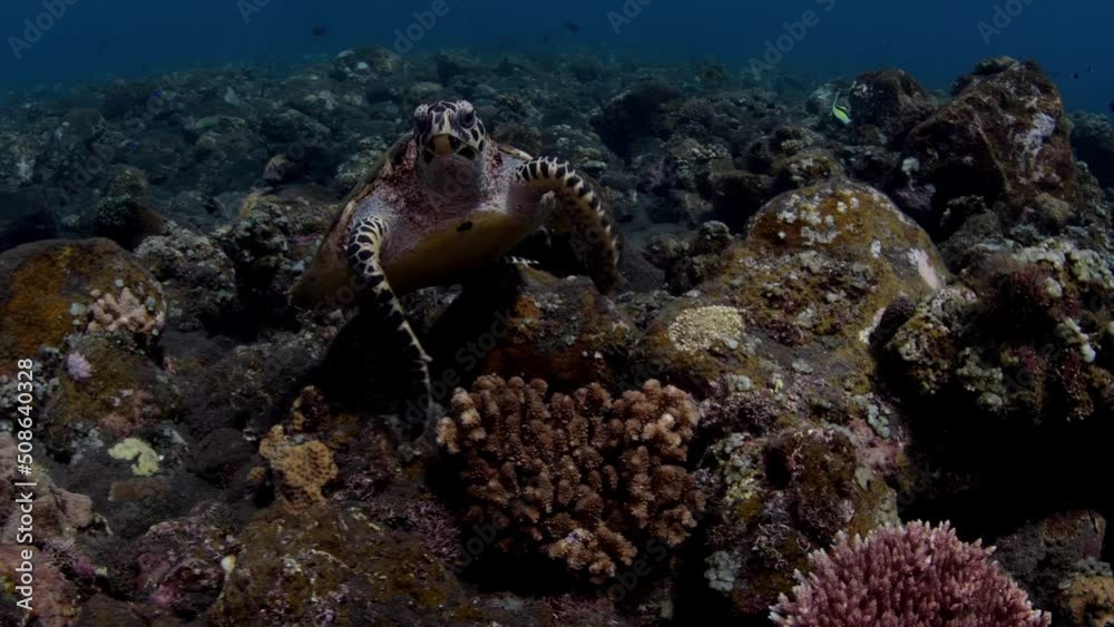 A Hawksbill Turtle - Eretmochelys imbricata swims along coral reefs and looking for food. Underwater world of Tulamben, Bali, Indonesia. A Hawksbill Turtle - Eretmochelys imbricata swims along coral reefs and looking for food. Underwater world of Tulamben, Bali, Indonesia.