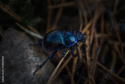 blue beetle in the forest © iredman