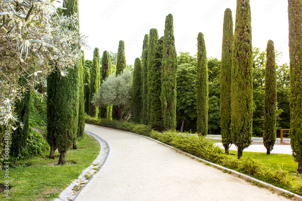 A winding dirt road deep into public park, botanical garden with tall pruned cypress trees in row and shrubs. Journey into nature on a sunny summer day in Tuscany, Italy. Greenery landscape. Way up.