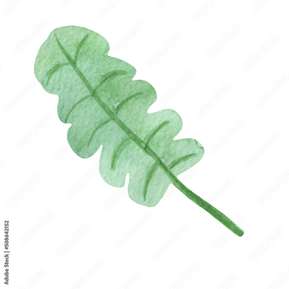 Fototapeta premium Watercolor hand-drawn green leaves. Set of botanical textured leaves isolated on white background. Good for wrapping paper, pattern elements, summer design etc.