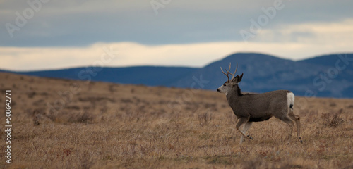 Hills and clouds behind a young mule deer buck