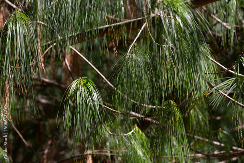 Pinus wallichiana - Bhutan Pine. the texture of green long-coniferous pine photo