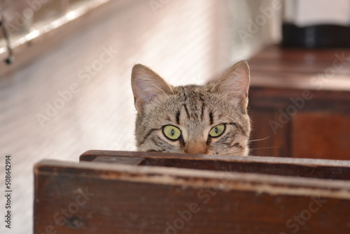 cat on the table