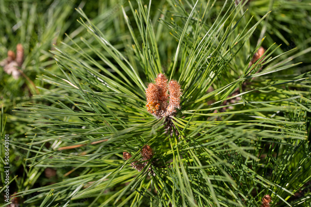 macro of green pine needles, natural green coniferous background macro of green pine needles, natural green coniferous background