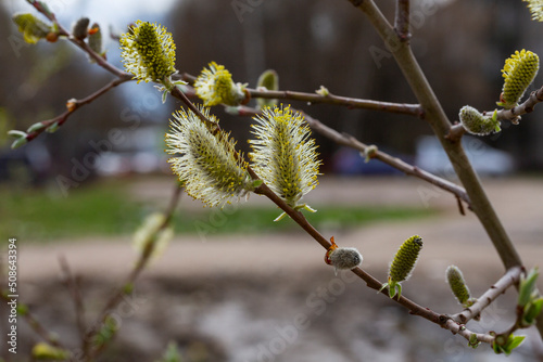 Willow Salix caprea branches with buds blossoming in early spring