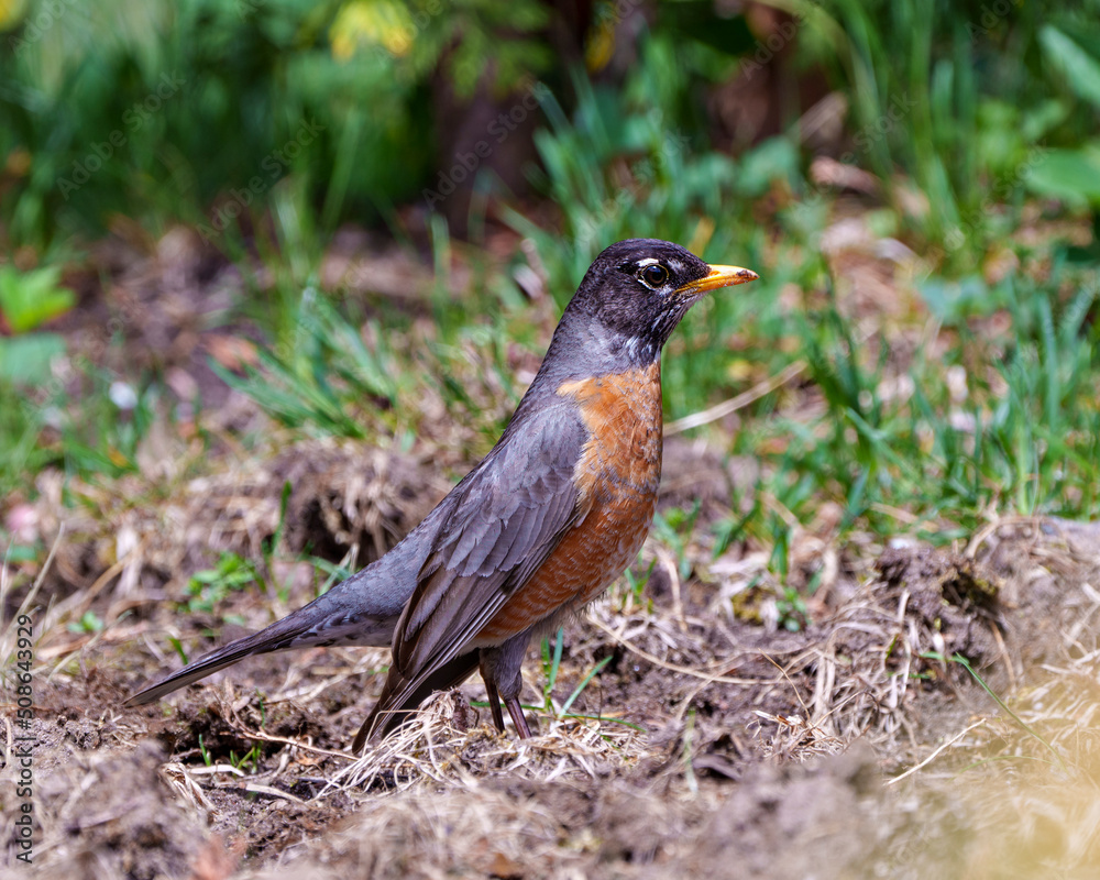 American Robin Stock Photo and Image. standing on ground and foraging for food with blur background in its environment and habitat surrounding displaying plumage feather. Robin Photo and Image. American Robin Stock Photo and Image. standing on ground and foraging for food with blur background in its environment and habitat surrounding displaying plumage feather. Robin Photo and Image.