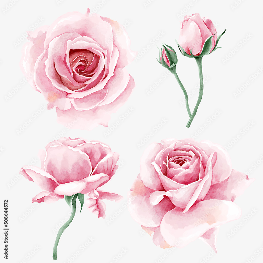 Watercolor rose flower collection Watercolor rose flower collection
