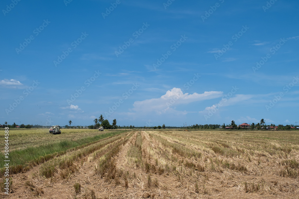 Obraz premium Worker uses machine to harvest rice on paddy field in Sekinchan.