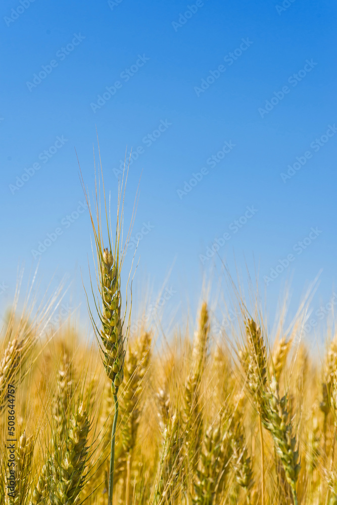 Spike of wheat, close-up. Agricultural field with wheat. Spike of wheat, close-up. Agricultural field with wheat.