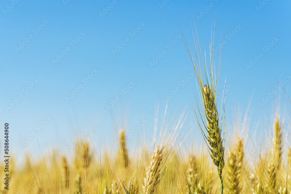 Ear of wheat, close-up. Agricultural field with wheat. Ear of wheat, close-up. Agricultural field with wheat.