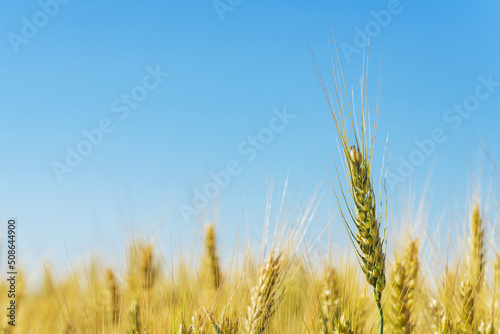 Ear of wheat  close-up. Agricultural field with wheat.