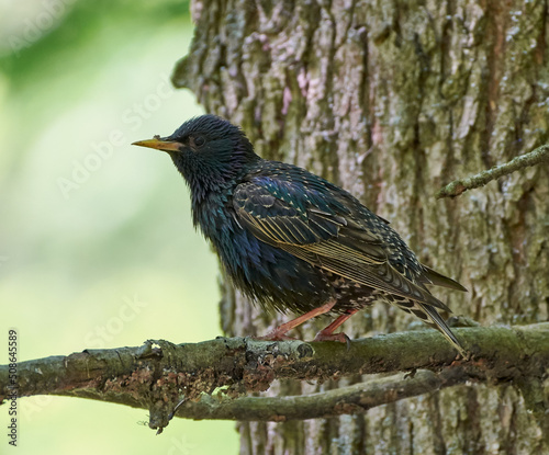Common starling sitting on a tree