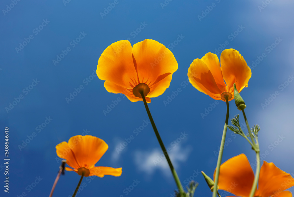 Obraz premium California poppy flowers blooming against the sky. Eschscholzia californica, the California poppy, golden poppy or cup of gold, is a species of flowering plant in the family Papaveraceae.