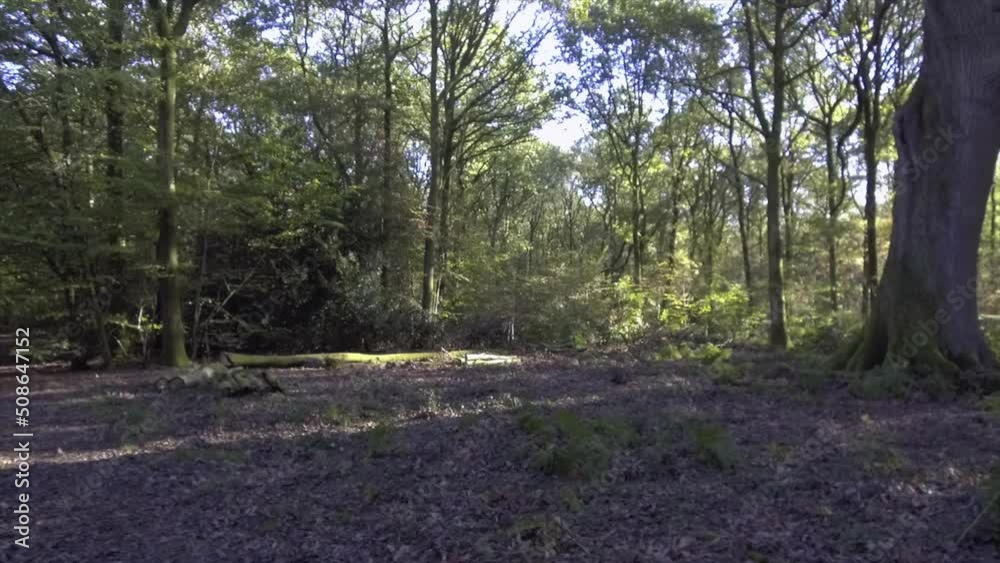 Woodland spring - Savernake Forest - England Woodland spring - Savernake Forest - England