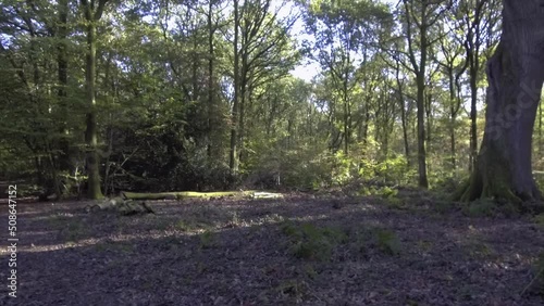 Woodland spring - Savernake Forest - England photo