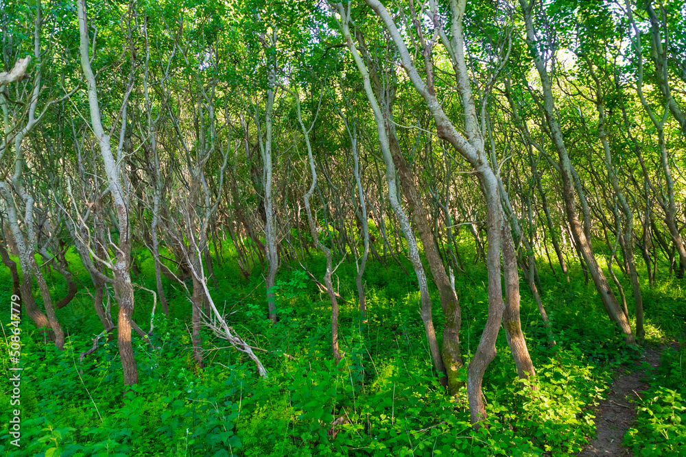 Fototapeta premium Dense Trees in the woods, near Formby beach, England, UK