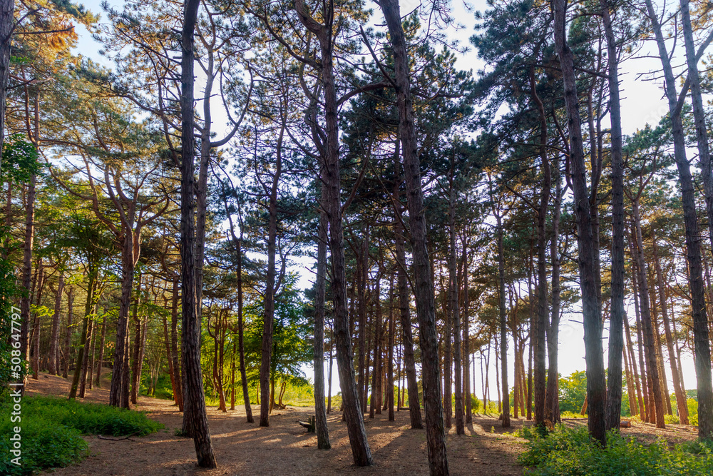 Dense Trees in the woods, near Formby beach, England, UK