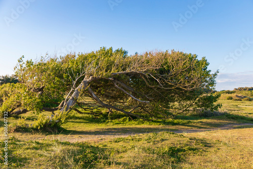 landscape with a tree at Formby beach, England, UK