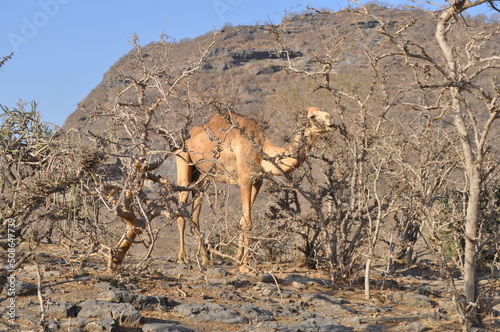Dromadaire, Wadi Darbat, Salalah, Oman  photo