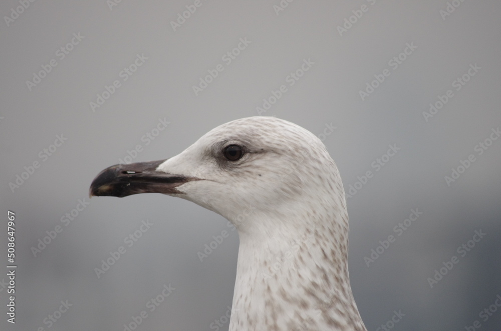 seagull close up seagull close up