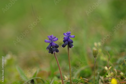 blue and purple flowers