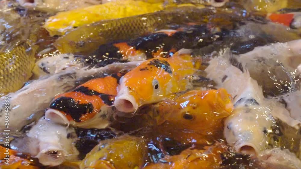 Fedding Beautiful Colored Koi Carp Fish Surfacing In Freshwater. Slow Motion Fedding Beautiful Colored Koi Carp Fish Surfacing In Freshwater. Slow Motion