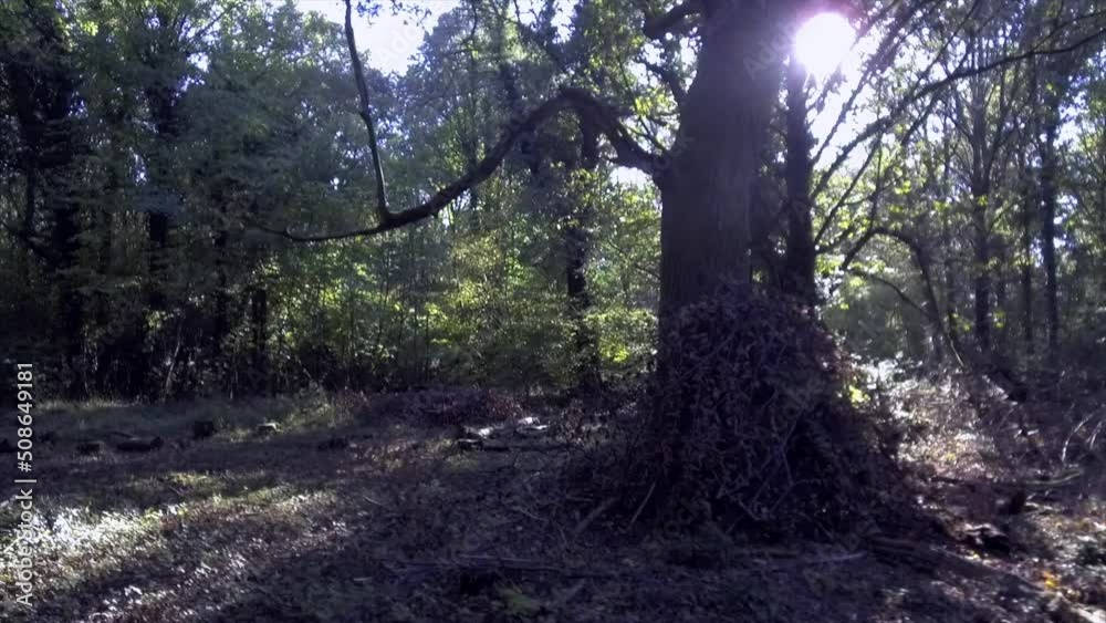 Woodland spring - Savernake Forest - England Woodland spring - Savernake Forest - England